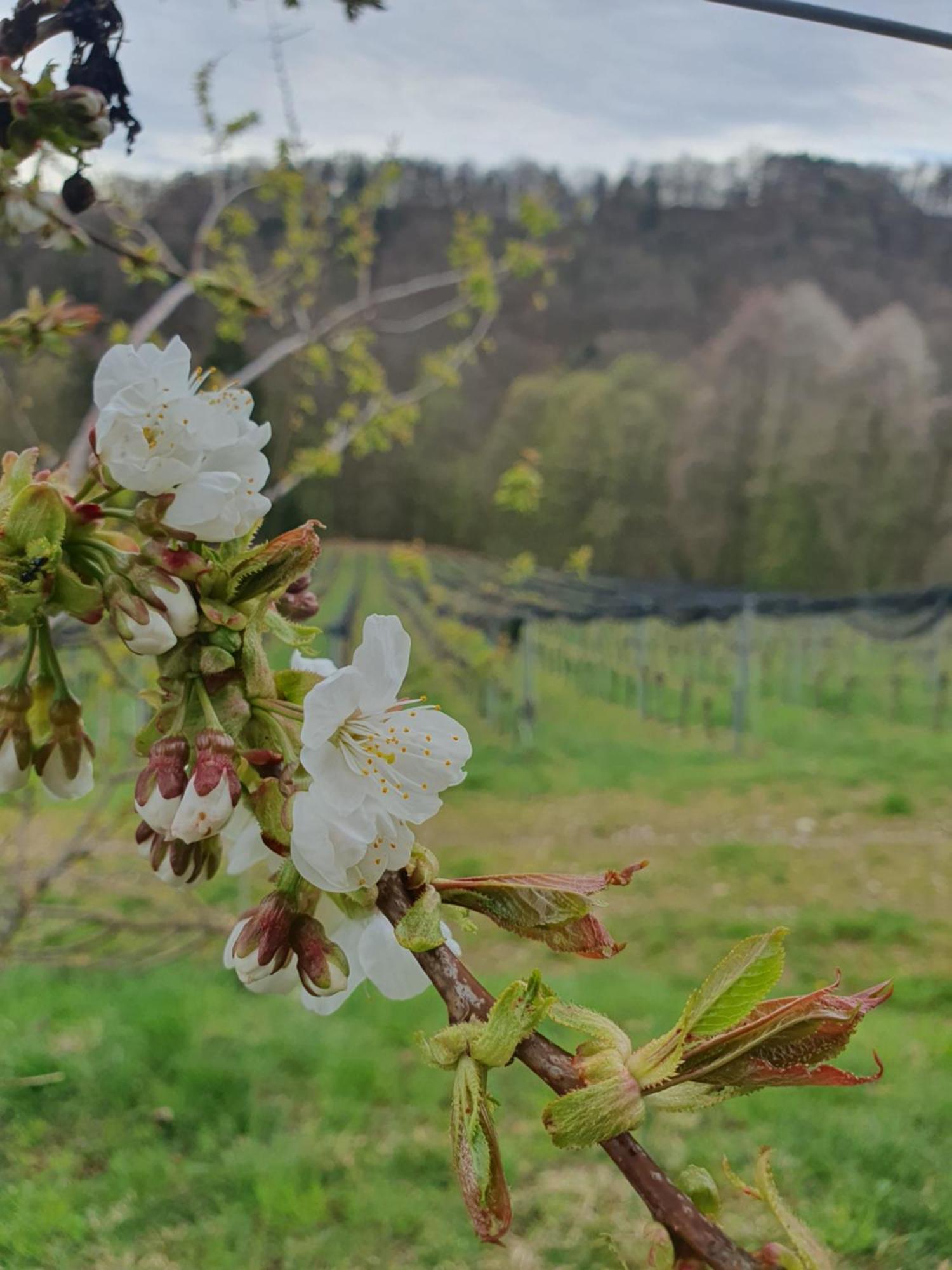 莱布尼茨Weingut Pugl公寓 外观 照片